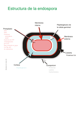 Estructura de la endospora