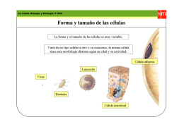 Forma y tamaño de las células