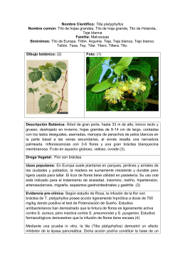 Nombre Científico: Tilia platyphyllos Nombre común: Tilo de hojas