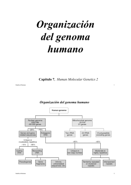 Organización del genoma humano