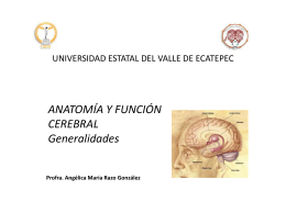 anatomía y función cerebral