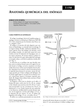 Anatomía quirúrgica del esófago.