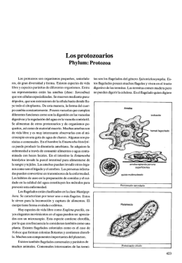 Los protozoarios - patzelt