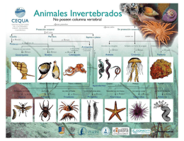 Animales Invertebrados