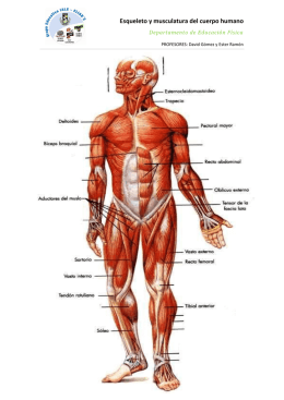 Esqueleto y musculatura del cuerpo humano