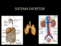 arteria renal
