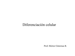 Diferenciación celular