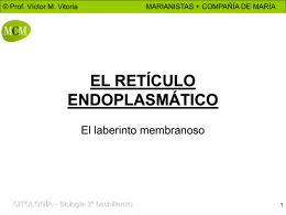 retículo endoplasmático - PROFESOR JANO es Víctor M. Vitoria