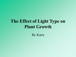 The Effect of Light Type on Plant Growth