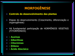 morfogênese - London Rio Preto